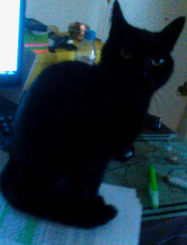 Delhi a rejoint le concours — aidez-le/la à gagner de superbes lots ! asian, black, black_cat, bombay, carnivore, cat, domestic_short_haired_cat, felidae, mammal, small_to_medium_sized_cats, tail, whiskers