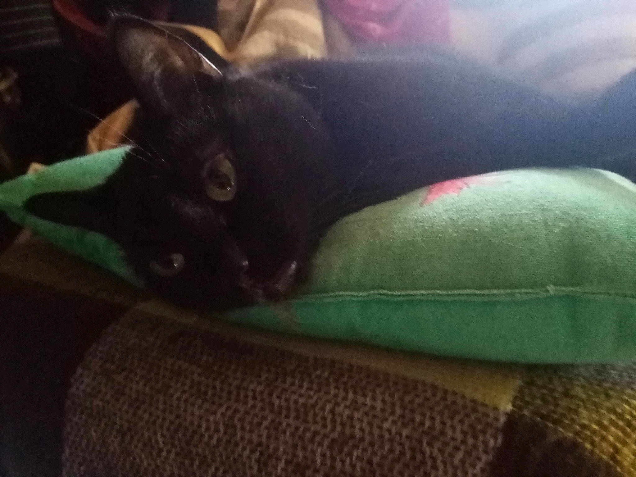 Delhi participe au concours pour gagner de l'argent avec cette photo : black_cat, carnivore, cat, comfort, felidae, footwear, kitten, leg, nap, russian_blue, shoe, sleep, small_to_medium_sized_cats, tail, whiskers