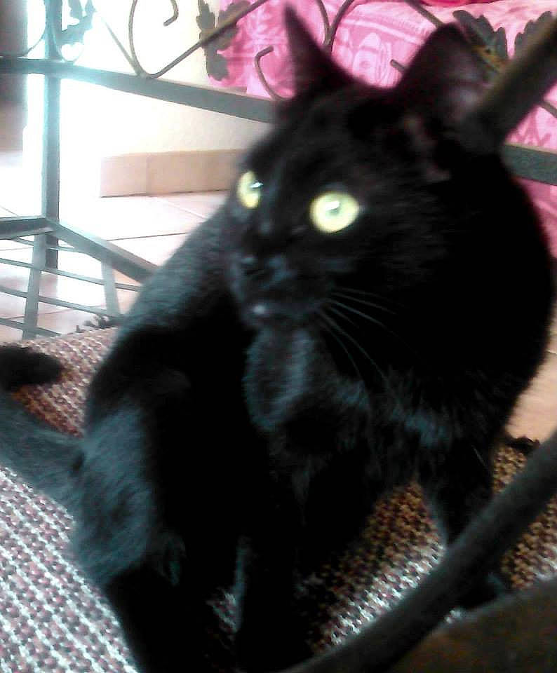 Delhi a rejoint le concours — aidez-le/la à gagner de superbes lots ! animal_shelter, asian, black, black_cat, bombay, carnivore, cat, domestic_short_haired_cat, felidae, fur, kitten, mammal, polydactyl_cat, small_to_medium_sized_cats, snout, tail, whiskers