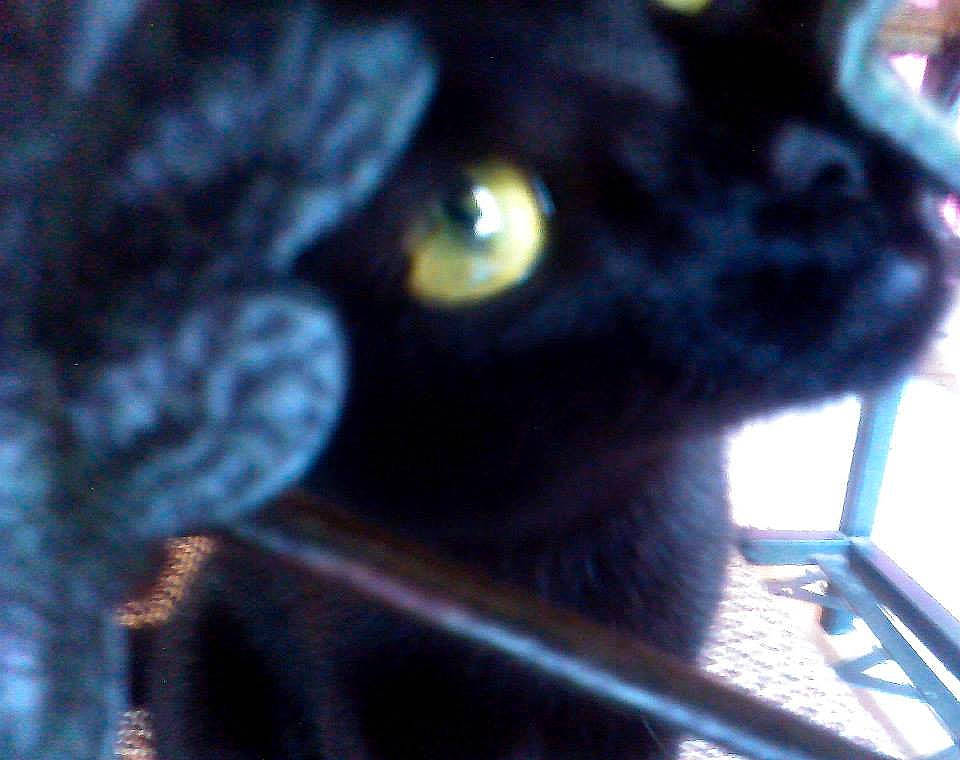 Delhi participe au concours pour gagner de l'argent avec cette photo : asian, black, black_cat, bombay, burmese, carnivore, cat, devon_rex, domestic_short_haired_cat, eye, felidae, korat, mammal, polydactyl_cat, small_to_medium_sized_cats, snout, vertebrate, whiskers