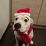 Ashe a rejoint le concours — aidez-le/la à gagner de superbes lots ! adorable, animal, black_nose, christmas, cute, dog, domestic_animal, ears, festive, floor, holiday_costume, indoor, looking_up, mammal, pet, portrait, red_scarf, santa_hat, white_dog, winter
