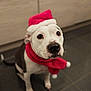 Ashe participe au concours pour gagner de l'argent avec cette photo : adorable, animal, black, christmas, companion, costume, cute, dog, festive, floor, holiday, indoor, looking_up, mammal, pet, portrait, santa_hat, scarf, tile, white