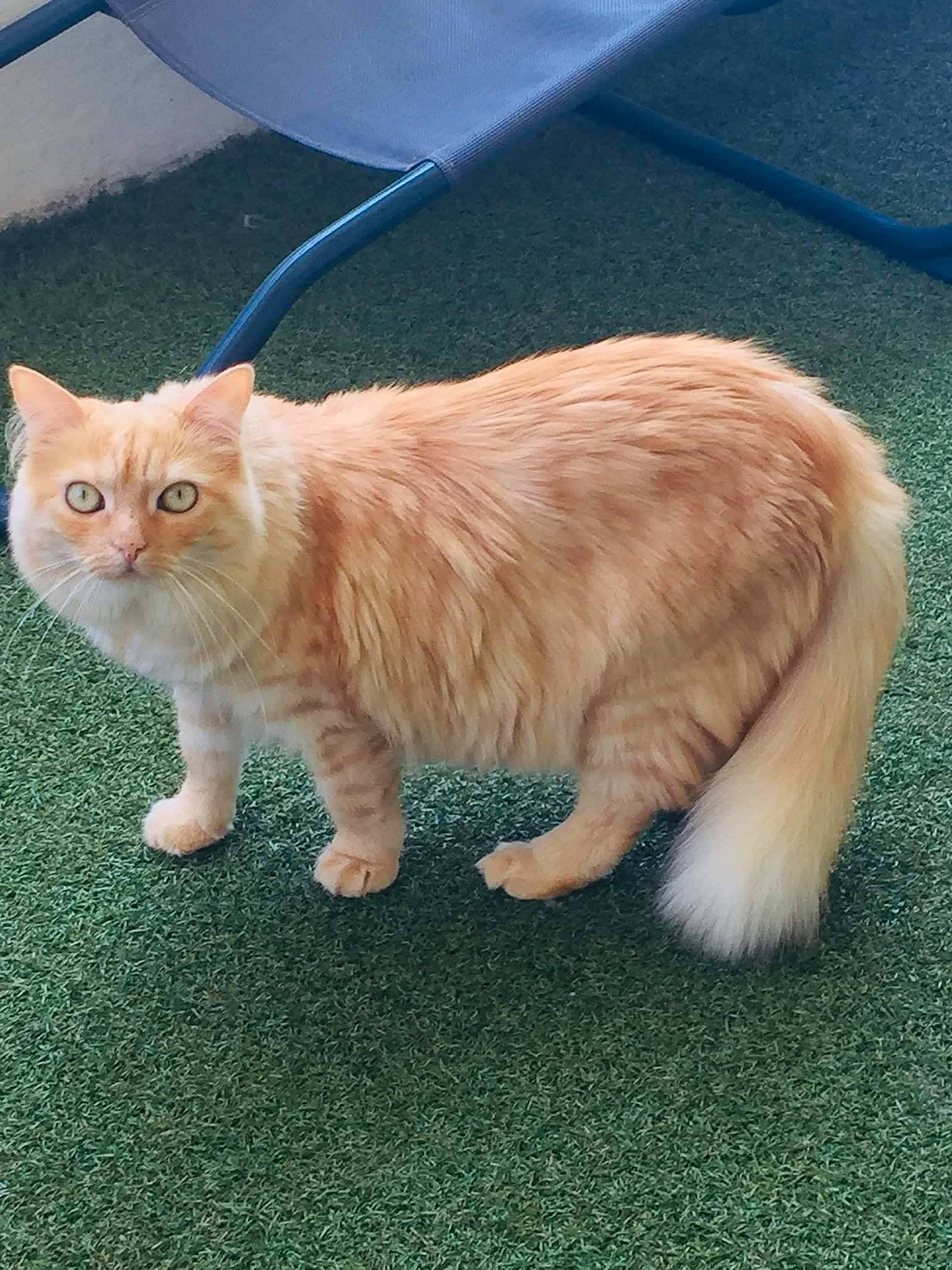 Chouquette participe au concours pour gagner de l'argent avec cette photo : carnivore, cat, cymric, domestic_long_haired_cat, european_shorthair, fawn, felidae, fur, kitten, kurilian_bobtail, mammal, munchkin, persian, ragamuffin, small_to_medium_sized_cats, tabby_cat, tail, turkish_angora, vertebrate, whiskers