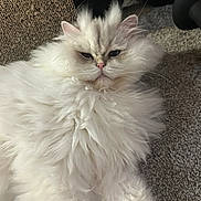 Zeus joined the competition — help win amazing prizes! cat, fluffy, white, pet, animal, feline, indoor, carpet, relaxed, mammal, cute, fur, whiskers, ears, closeup, laying, domestic, portrait, soft, sleepy