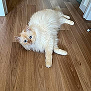 Rio a rejoint le concours — aidez-le/la à gagner de superbes lots ! cat, fluffy, blue_eyes, wooden_floor, indoor, pet, relaxed, feline, cute, animal, stretching, cream_colored, domestic_cat, fur, whiskers, ears, paws, looking, lying_down, curious