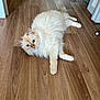 cat, fluffy, blue_eyes, wooden_floor, indoor, pet, relaxed, feline, cute, animal, stretching, cream_colored, domestic_cat, fur, whiskers, ears, paws, looking, lying_down, curious