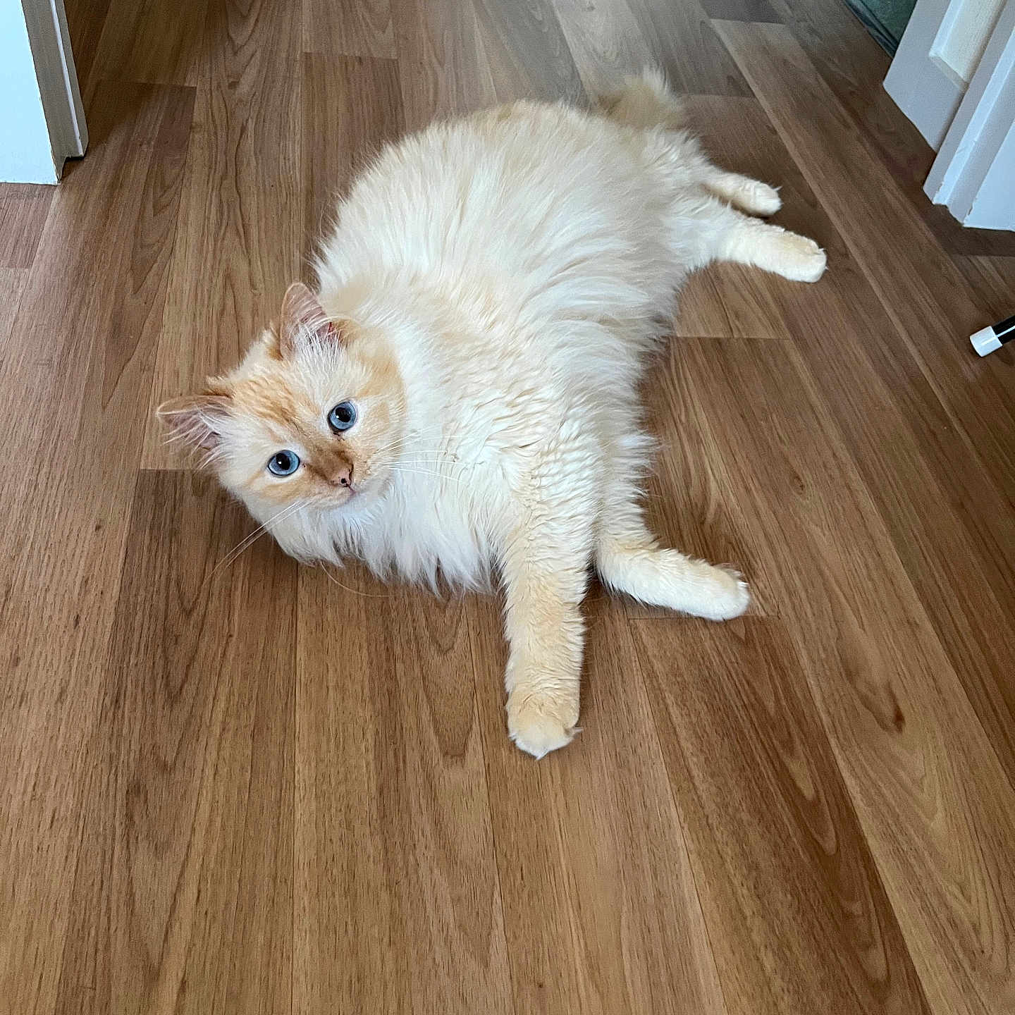 Rio a rejoint le concours — aidez-le/la à gagner de superbes lots ! animal, blue_eyes, cat, cream_colored, curious, cute, domestic_cat, ears, feline, fluffy, fur, indoor, looking, lying_down, paws, pet, relaxed, stretching, whiskers, wooden_floor