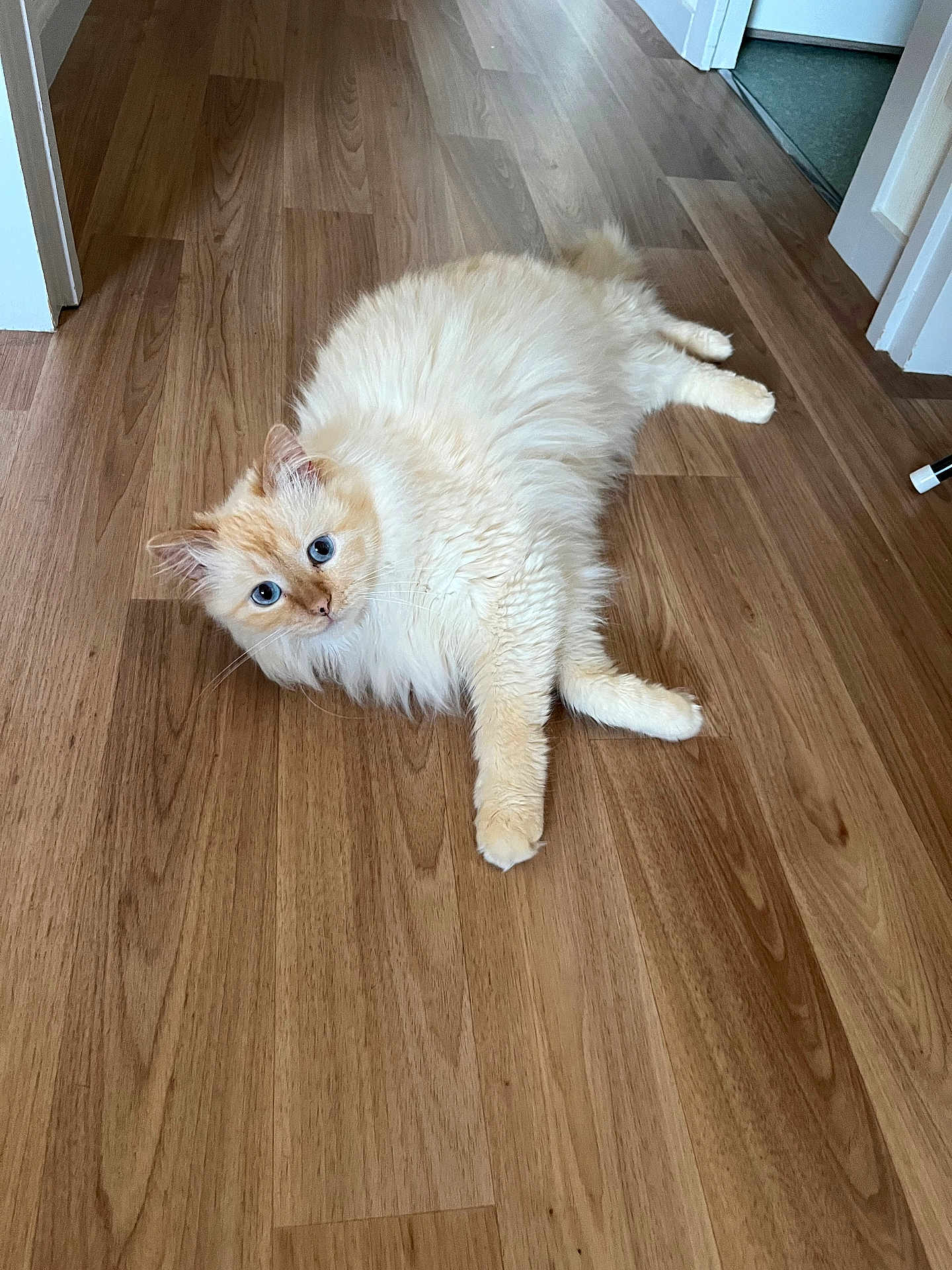 Rio a rejoint le concours — aidez-le/la à gagner de superbes lots ! cat, fluffy, blue_eyes, wooden_floor, indoor, pet, relaxed, feline, cute, animal, stretching, cream_colored, domestic_cat, fur, whiskers, ears, paws, looking, lying_down, curious