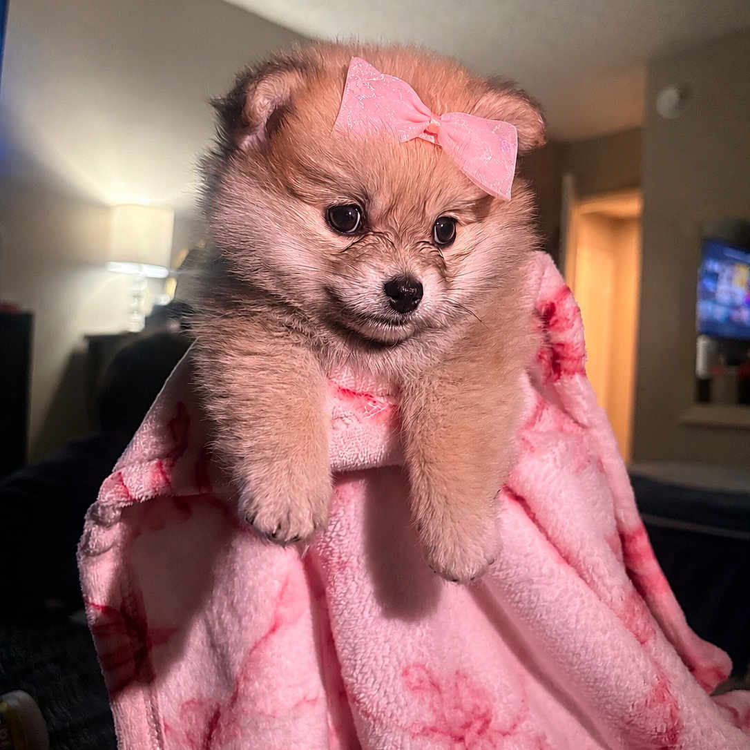 Roxy
