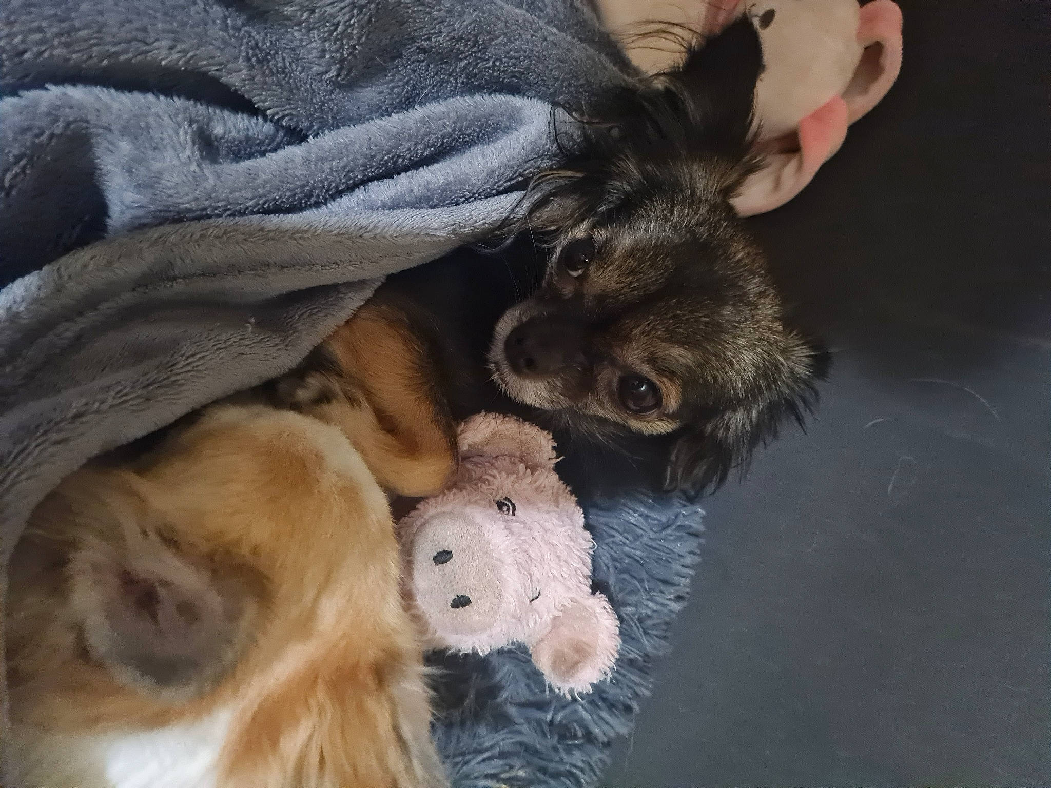 Louna participe au concours pour gagner de l'argent avec cette photo : border_terrier, canidae, carnivore, claw, comfort, companion_dog, dog, dog_breed, fawn, fur, mustelidae, nap, paw, puppy, sporting_group, stuffed_toy, tail, toy, toy_dog, water