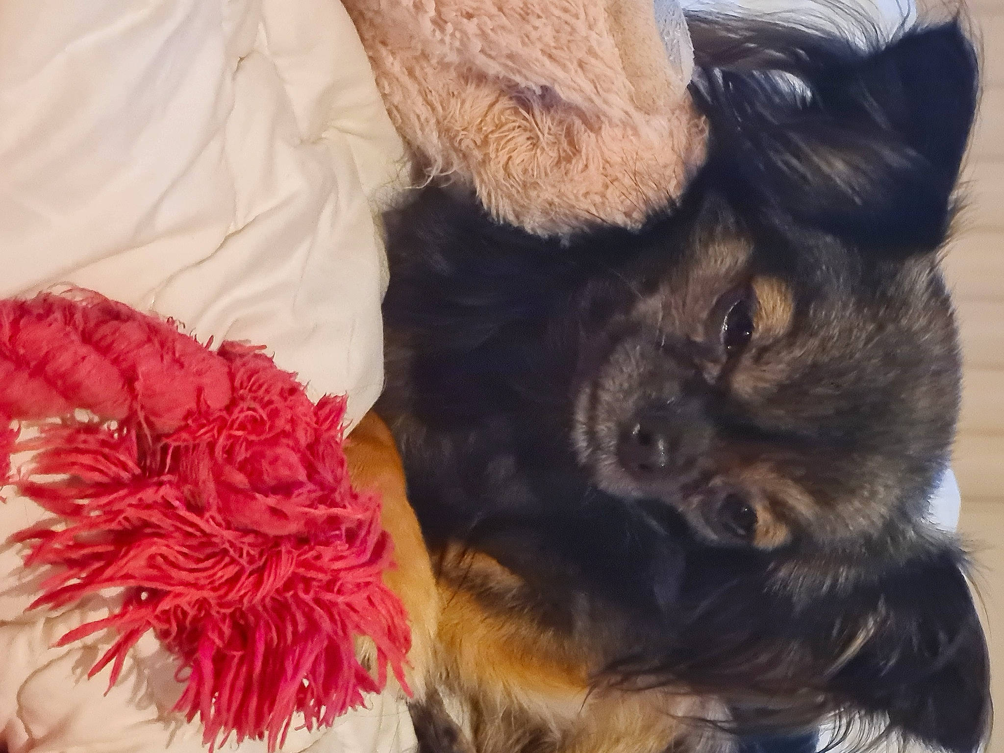 Louna a rejoint le concours — aidez-le/la à gagner de superbes lots ! canidae, carnivore, claw, comfort, companion_dog, dog, dog_breed, fawn, felidae, fur, paw, petal, puppy_love, small_to_medium_sized_cats, snout, sporting_group, tail, terrier, toy_dog, whiskers