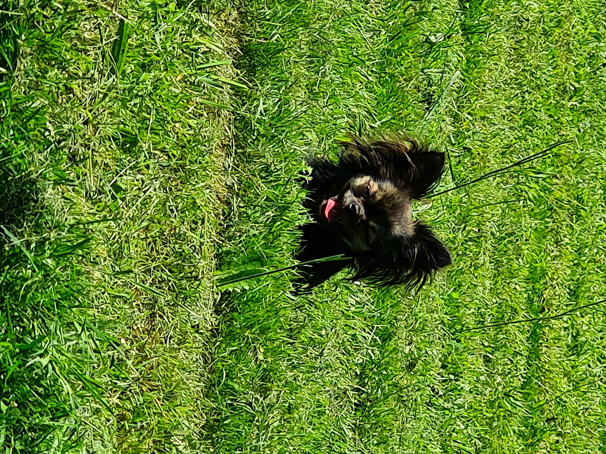 Louna participe au concours pour gagner de l'argent avec cette photo : beak, canidae, carnivore, dog, dog_breed, grass, grass_family, grassland, groundcover, lawn, natural_landscape, pasture, people_in_nature, plant, prairie, shrub, sporting_group, tail, terrestrial_animal, terrestrial_plant
