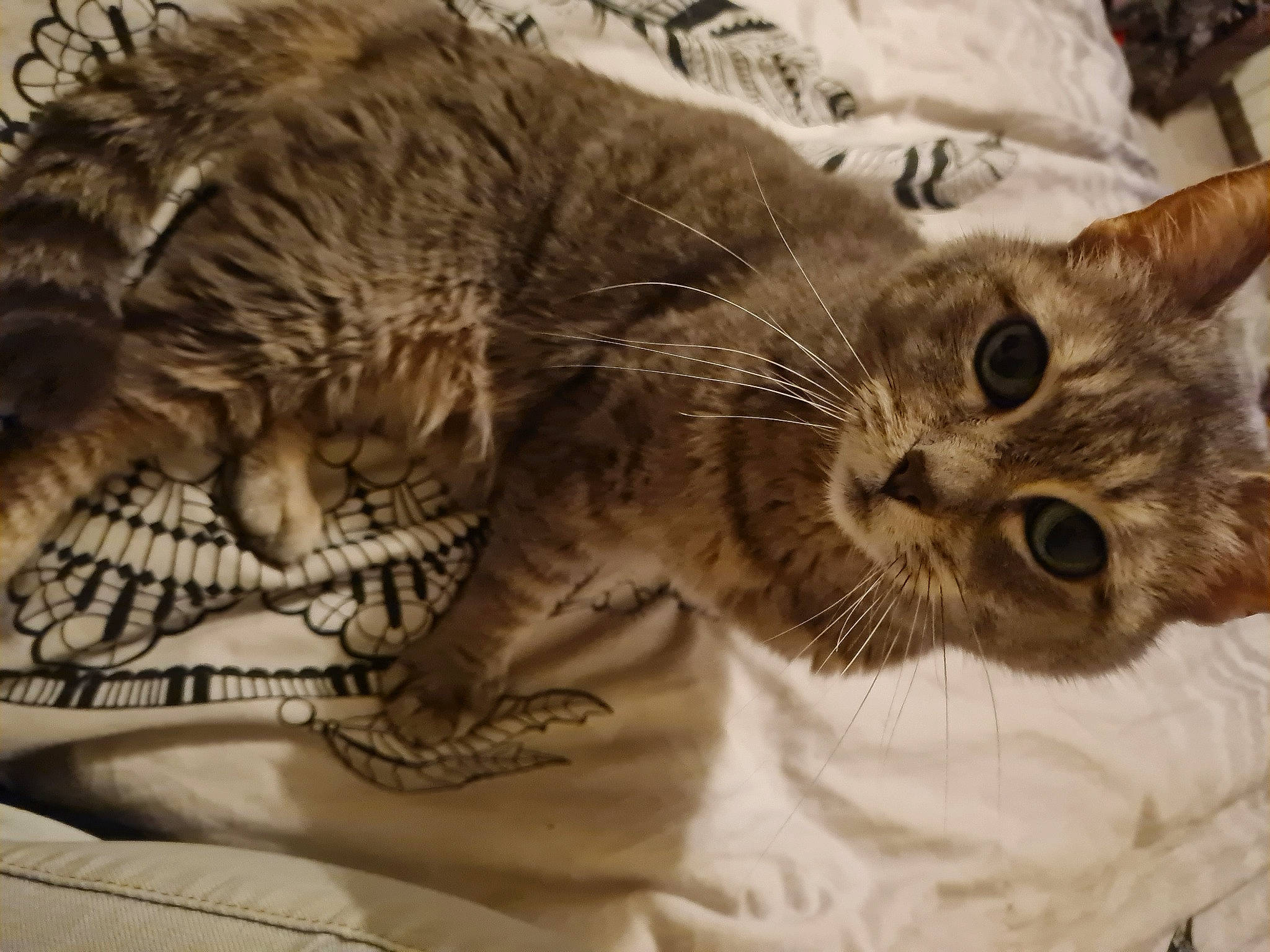 Bella a rejoint le concours — aidez-le/la à gagner de superbes lots ! carnivore, cat, claw, comfort, domestic_short_haired_cat, felidae, fur, nap, paw, sleep, small_to_medium_sized_cats, snout, tail, terrestrial_animal, whiskers, wildlife