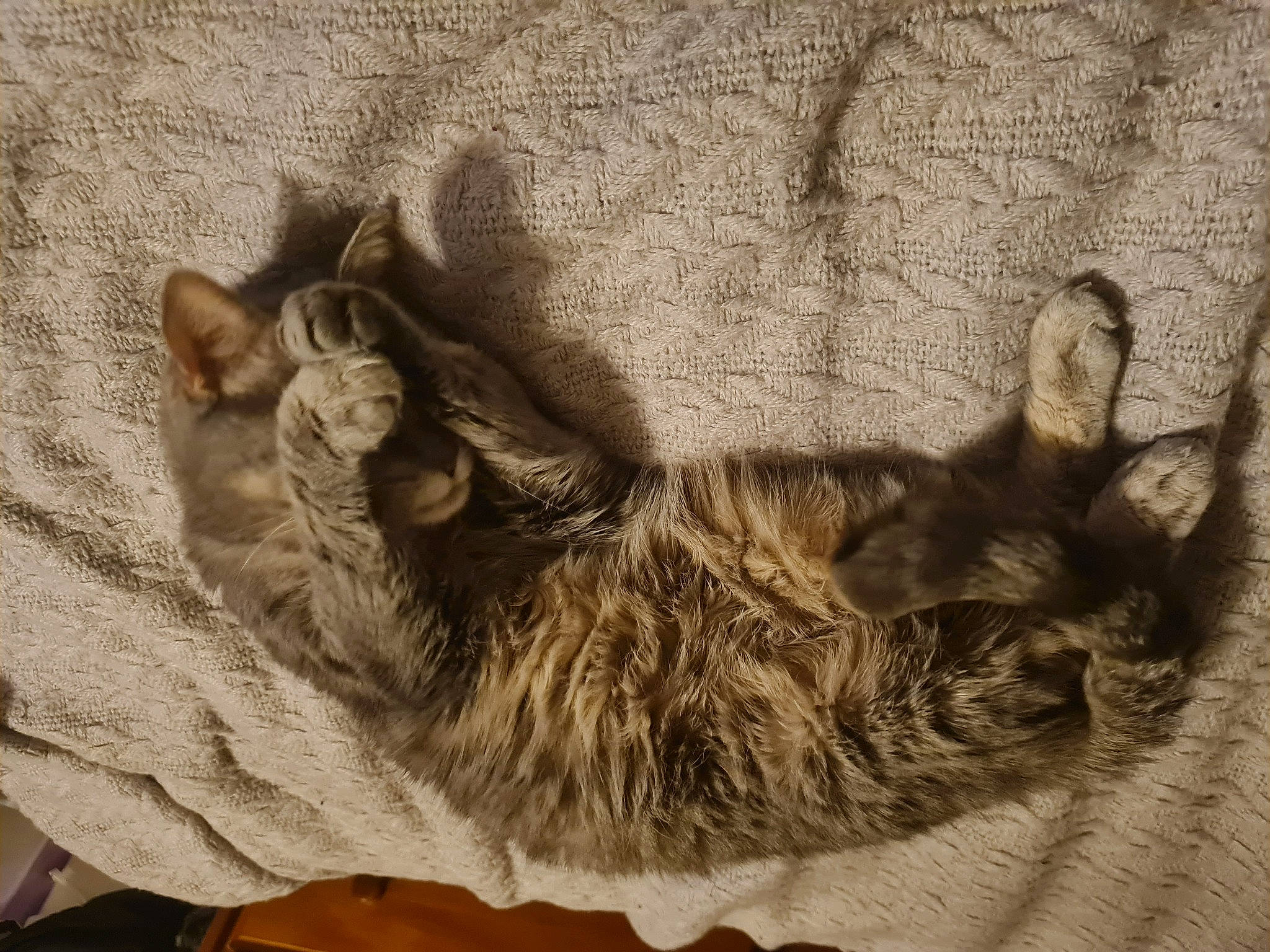 Bella a rejoint le concours — aidez-le/la à gagner de superbes lots ! canidae, carnivore, cat, claw, comfort, dog_breed, domestic_short_haired_cat, fawn, felidae, fur, linens, paw, small_to_medium_sized_cats, snout, sporting_group, tail, terrestrial_animal, whiskers, wildlife, wood