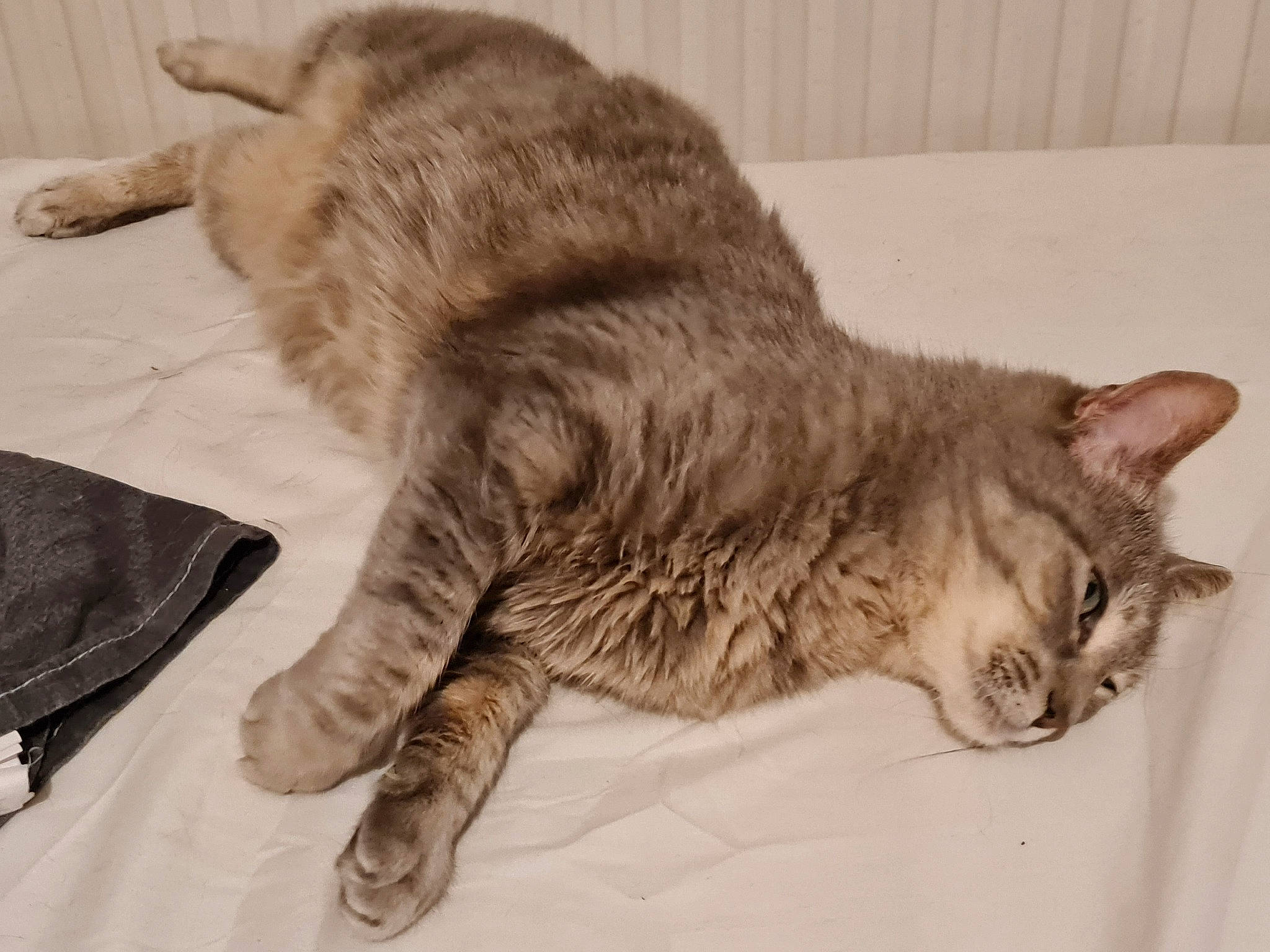 Bella a rejoint le concours — aidez-le/la à gagner de superbes lots ! carnivore, cat, claw, comfort, domestic_short_haired_cat, felidae, fur, paw, small_to_medium_sized_cats, snout, tail, terrestrial_animal, whiskers