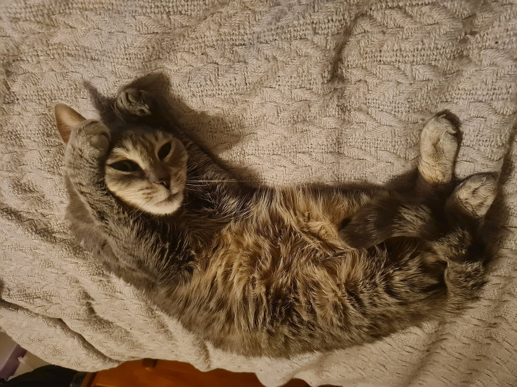 Bella a rejoint le concours — aidez-le/la à gagner de superbes lots ! art, carnivore, cat, claw, comfort, domestic_short_haired_cat, felidae, fur, illustration, monochrome, painting, paw, small_to_medium_sized_cats, snout, tail, terrestrial_animal, visual_arts, whiskers, wildlife, wood