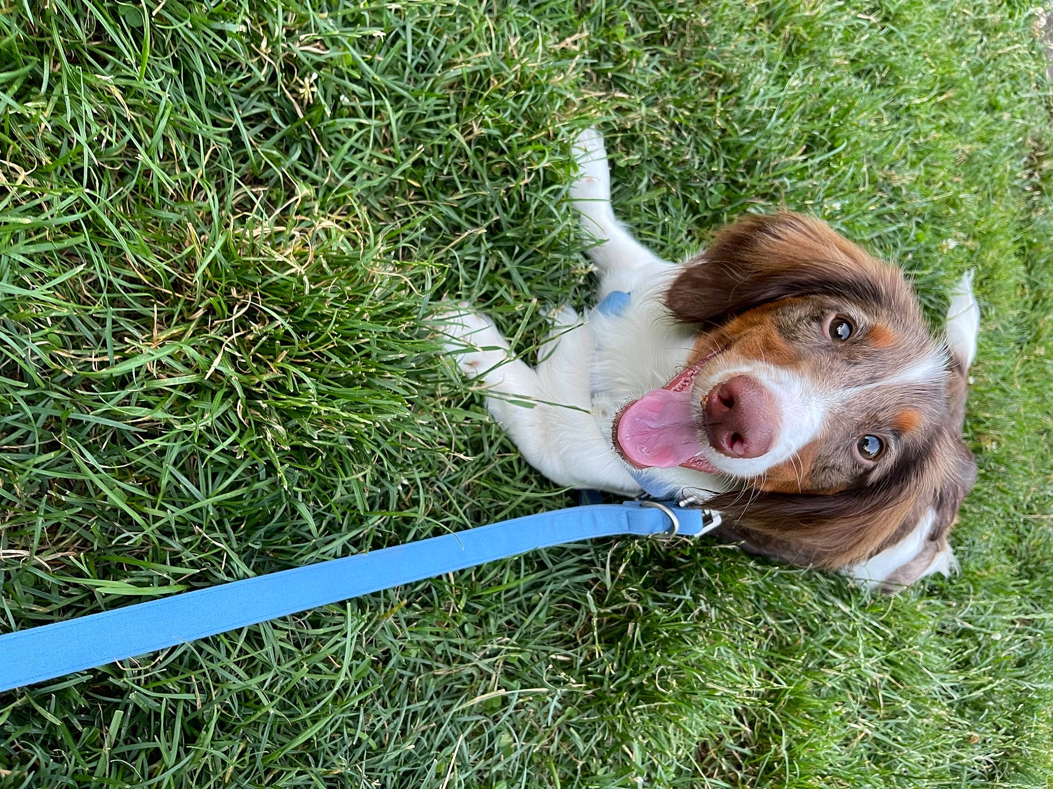 Bernie is registered to the contest to win money with this photo: carnivore, collar, companion_dog, dog, dog_breed, fawn, grass, grass_family, grassland, groundcover, jaw, lawn, meadow, snout, sporting_group, tail, terrestrial_animal, vertebrate, whiskers, working_animal