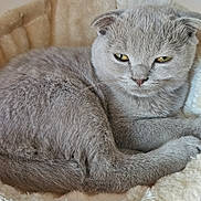 Kenzo a rejoint le concours — aidez-le/la à gagner de superbes lots ! cat, scottish_fold, gray_cat, pet, feline, fur, cozy, cat_bed, indoor, resting, sleepy, cute, animal, ears, whiskers, closeup, soft, domestic_cat, relaxed, yellow_eyes