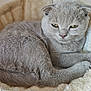 cat, scottish_fold, gray_cat, pet, feline, fur, cozy, cat_bed, indoor, resting, sleepy, cute, animal, ears, whiskers, closeup, soft, domestic_cat, relaxed, yellow_eyes