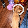 cat, kitten, pet, animal, eating, food, kibble, pet_food, plate, water, water_bottle, pink_bowl, wooden_floor, indoors, orange_cat, top_view, feeding, dinner, chair_wheel, jeans