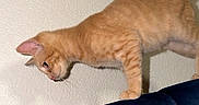 Princess Coi Leray is registered to the contest to win money with this photo: cat, orange_tabby, feline, pet, animal, indoors, couch, sofa, wall, tail, whiskers, paws, fur, balancing, climbing, walking, playful, home, portrait, photography