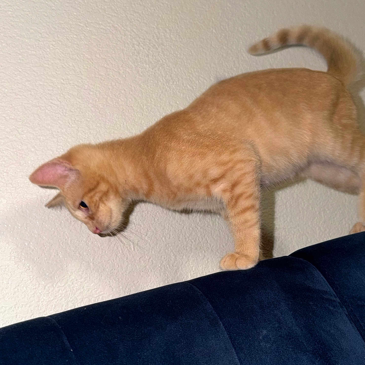 Princess Coi Leray is registered to the contest to win money with this photo: cat, orange_tabby, feline, pet, animal, indoors, couch, sofa, wall, tail, whiskers, paws, fur, balancing, climbing, walking, playful, home, portrait, photography