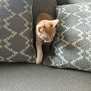 Princess Coi Leray is registered to the contest to win money with this photo: cat, kitten, ginger_cat, orange_cat, pet, animal, couch, sofa, cushions, pillows, living_room, indoors, home, furniture, cute, sleepy, sitting, emerging, whiskers, portrait