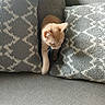 cat, kitten, ginger_cat, orange_cat, pet, animal, couch, sofa, cushions, pillows, living_room, indoors, home, furniture, cute, sleepy, sitting, emerging, whiskers, portrait