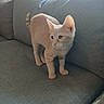 kitten, cat, cream_fur, blue_eyes, standing, couch, sofa, cushion, indoor, home, window, sunlight, tail, whiskers, ears, paws, pet, adorable, portrait, furniture