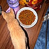 Princess Coi Leray is registered to the contest to win money with this photo: cat, kitten, orange_cat, pet, animal, kibble, cat_food, food_bowl, water_bowl, water_dispenser, pet_supplies, feeding, indoors, wooden_floor, top_down_view, flash_photography, orange_fur, pointed_ears, dinner, hungry