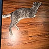 Sir Meow Meow Marcus joined the competition — help win amazing prizes! cat, tabby, gray_cat, striped_fur, pet, animal, lying_down, stretching, relaxed, tail, paws, ears, whiskers, wooden_floor, hardwood, indoor, home, flash_photography, floor_reflection, funny_pose
