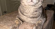Sir Meow Meow Marcus is registered to the contest to win money with this photo: cat, gray_cat, pet, animal, feline, yellow_eyes, whiskers, ears, paws, portrait, close_up, sitting, cat_tree, scratching_post, indoor, home, furniture, soft_texture, flash_photography, cute