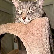 Sir Meow Meow Marcus joined the competition — help win amazing prizes! cat, tabby, gray_cat, feline, pet, sleepy, closed_eyes, whiskers, ears, nose, fur, portrait, close_up, relaxed, lounging, cat_tree, scratching_post, indoor, home, cozy