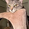 Sir Meow Meow Marcus joined the competition — help win amazing prizes! cat, gray_tabby, feline, pet, animal, close_up, portrait, yellow_eyes, whiskers, ears, fur, looking_at_camera, cat_tree, scratching_post, indoor, home, cozy, beige, face, alert