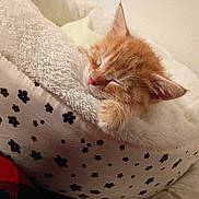 Gizmo joined the competition — help win amazing prizes! animal, bed, cat, closeup, comfort, cozy, cute, domestic, feline, fluffy, indoor, kitten, orange_cat, paw, pet, relaxation, resting, sleeping, soft, young