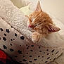 animal, bed, cat, closeup, comfort, cozy, cute, domestic, feline, fluffy, indoor, kitten, orange_cat, paw, pet, relaxation, resting, sleeping, soft, young