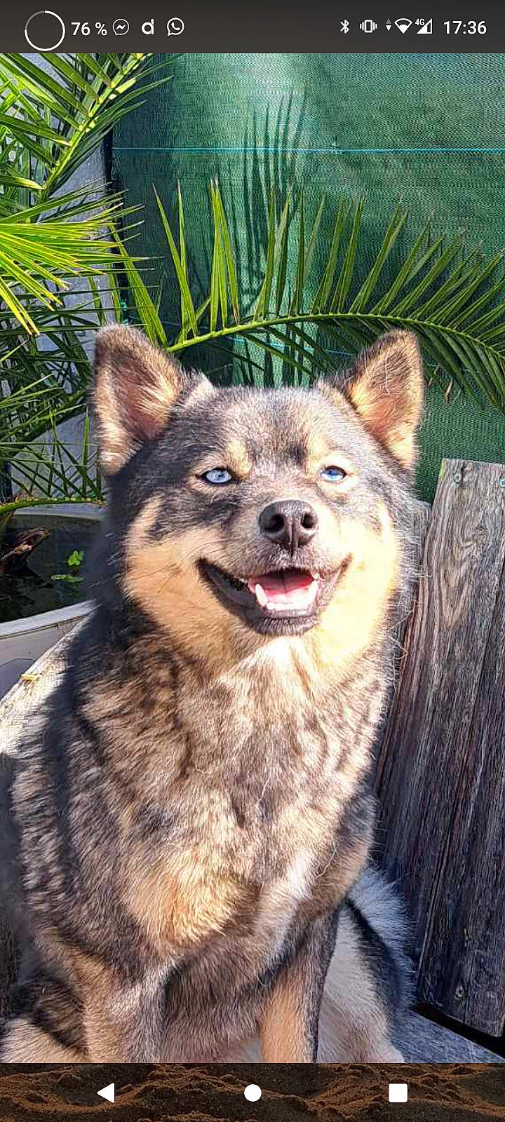 Tio participe au concours pour gagner de l'argent avec cette photo : art, canidae, canis, carnivore, companion_dog, dog, dog_breed, fang, fawn, fur, grass, herding_dog, plant, snout, sporting_group, terrestrial_animal, whiskers, wildlife, working_animal, working_dog