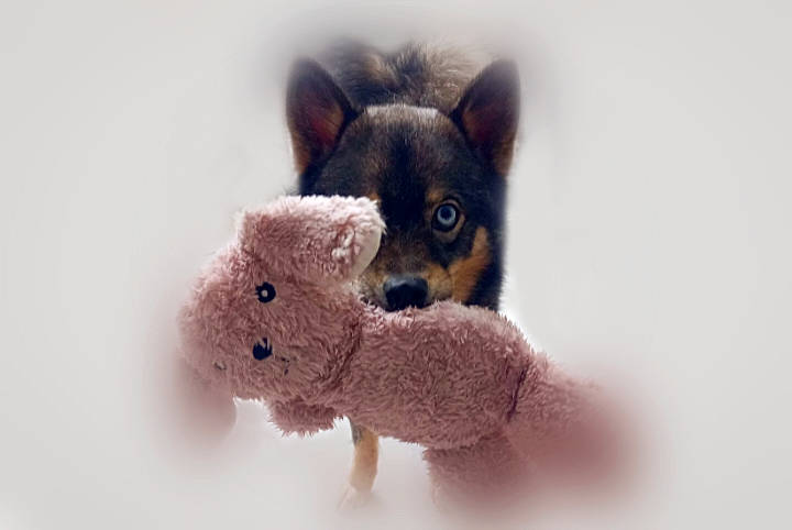 Tio participe au concours pour gagner de l'argent avec cette photo : animal_figure, art, canidae, carnivore, companion_dog, creative_arts, dog_breed, fawn, fur, mammal, paw, plush, snout, stuffed_toy, terrestrial_animal, toy, toy_dog, vertebrate, whiskers, working_animal