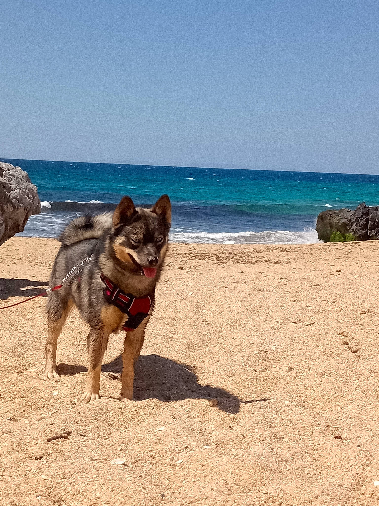 Tio participe au concours pour gagner de l'argent avec cette photo : australian_cattle_dog, beach, canidae, carnivore, dog, dog_breed, fawn, german_shepherd_dog, herding_dog, landscape, old_german_shepherd_dog, rock, sand, sky, snout, soil, sporting_group, tree, water, working_animal