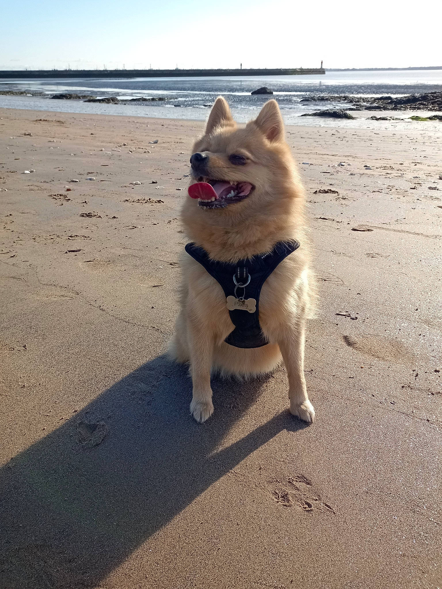 Pixis a rejoint le concours — aidez-le/la à gagner de superbes lots ! beach, canidae, carnivore, companion_dog, dog, dog_breed, dog_supply, fawn, fur, ocean, sand, shadow, sky, snout, spitz, tail, toy_dog, water, wood, working_animal