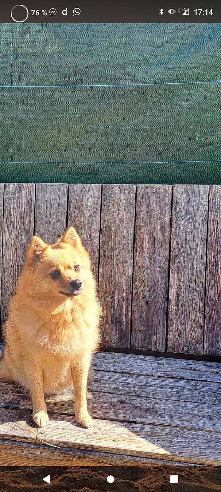 Pixis participe au concours pour gagner de l'argent avec cette photo : canidae, carnivore, companion_dog, dog, dog_breed, fawn, fence, fur, german_spitz, grass, hardwood, plank, snout, spitz, sporting_group, tail, whiskers, wood, wood_stain, working_animal