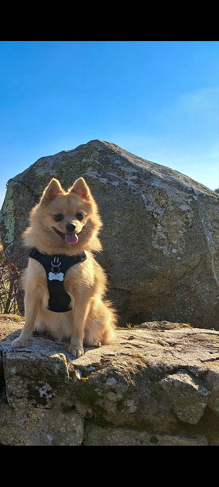 Pixis participe au concours pour gagner de l'argent avec cette photo : bedrock, canidae, canis, carnivore, companion_dog, dog, dog_breed, dog_hiking, fawn, fur, german_spitz_mittel, herding_dog, mountain, sky, snout, spitz, sporting_group, tail, wildlife, wolf