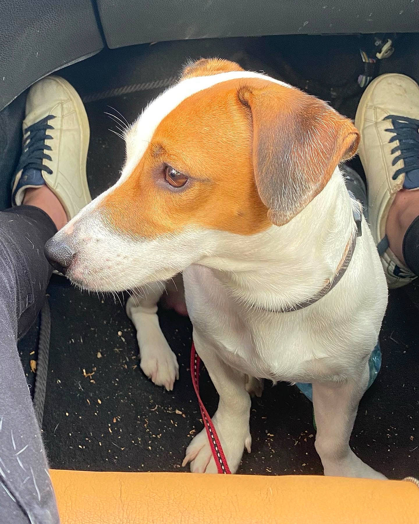 Reggae participe au concours pour gagner de l'argent avec cette photo : canidae, carnivore, collar, comfort, companion_dog, dog, dog_breed, dog_collar, dog_supply, fawn, hound, hunting_dog, pet_supply, snout, sporting_group, whiskers, working_animal