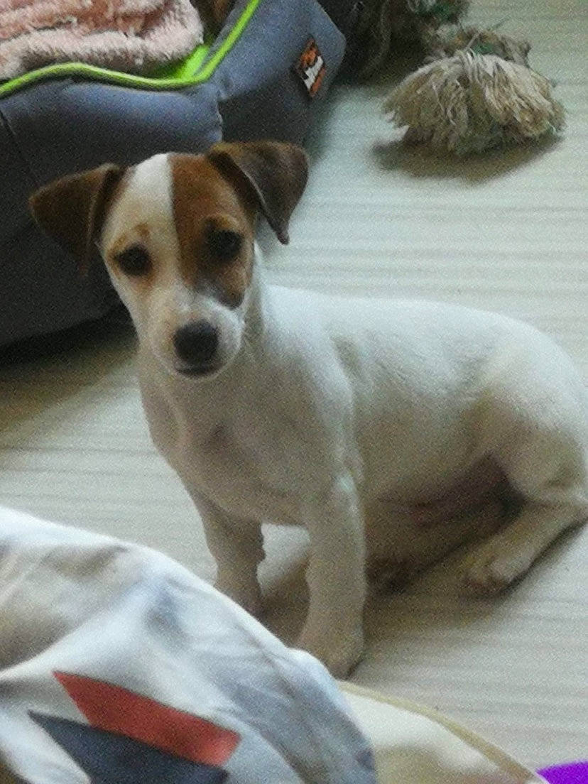 Reggae a rejoint le concours — aidez-le/la à gagner de superbes lots ! ancient_dog_breeds, carnivore, collar, comfort, companion_dog, dog, dog_breed, dog_supply, fawn, fur, irishjacks, linens, paw, small_terrier, tail, terrestrial_animal, terrier, toy_dog, whiskers, working_animal