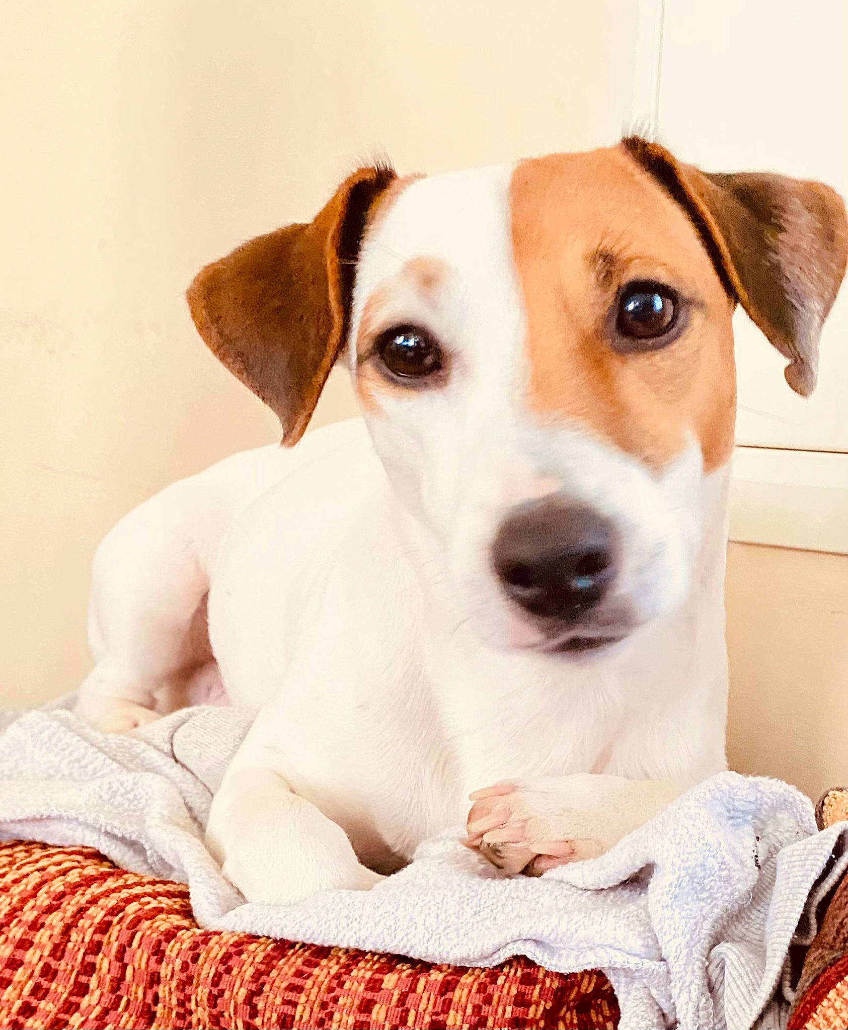 Reggae participe au concours pour gagner de l'argent avec cette photo : canidae, carnivore, collar, comfort, companion_dog, cup, dishware, dog, dog_breed, dog_collar, dog_supply, fawn, fur, linens, pet_supply, serveware, snout, sporting_group, whiskers, working_animal