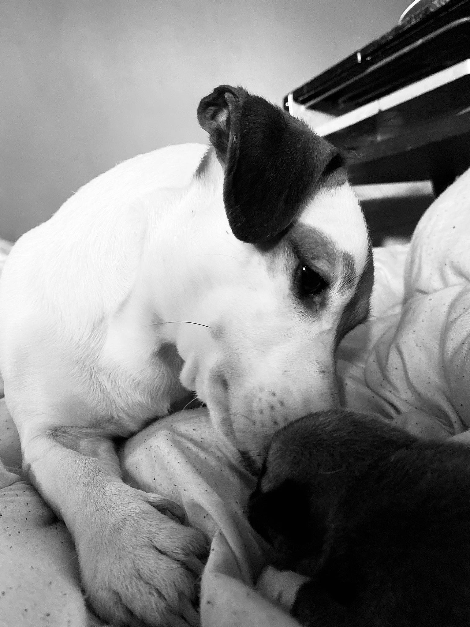 Reggae participe au concours pour gagner de l'argent avec cette photo : black_and_white, bored, carnivore, comfort, companion_dog, dog, dog_breed, ear, fawn, grey, jaw, monochrome, monochrome_photography, paw, snout, sporting_group, style, terrestrial_animal, whiskers, working_animal