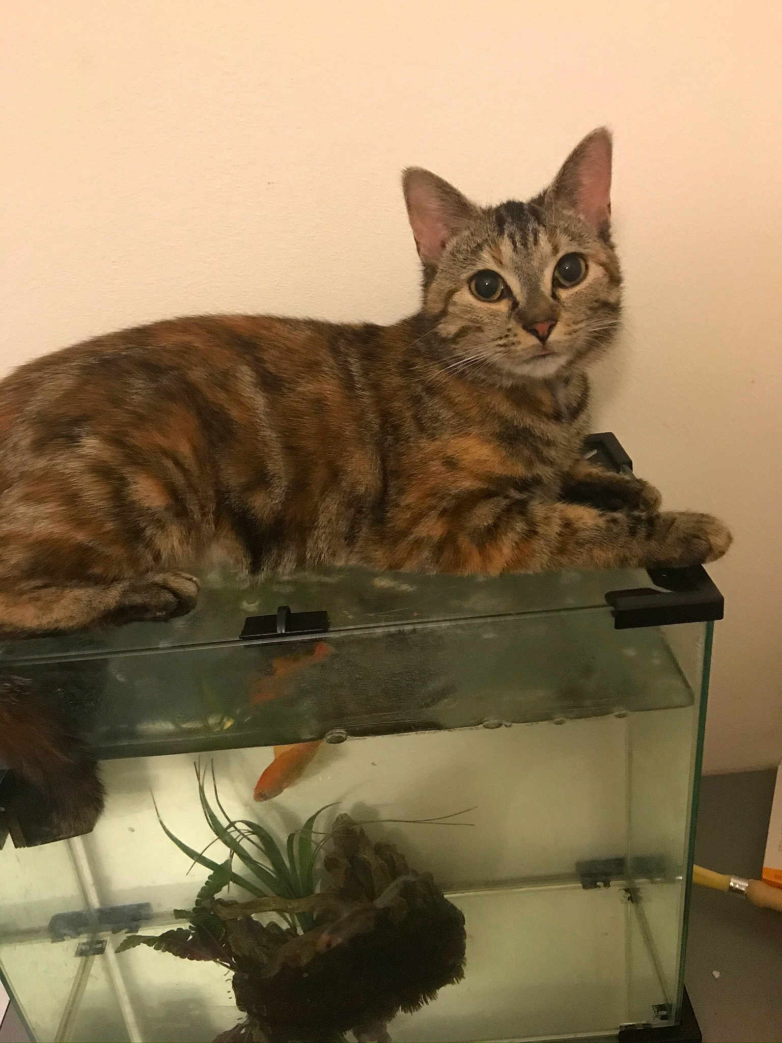 Mimi