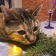 Pistache a rejoint le concours — aidez-le/la à gagner de superbes lots ! candle, carnivore, cat, christmas, christmas_decoration, christmas_eve, christmas_ornament, christmas_tree, event, evergreen, felidae, grass, holiday, holiday_ornament, light, ornament, plant, tableware, whiskers, wine_glass