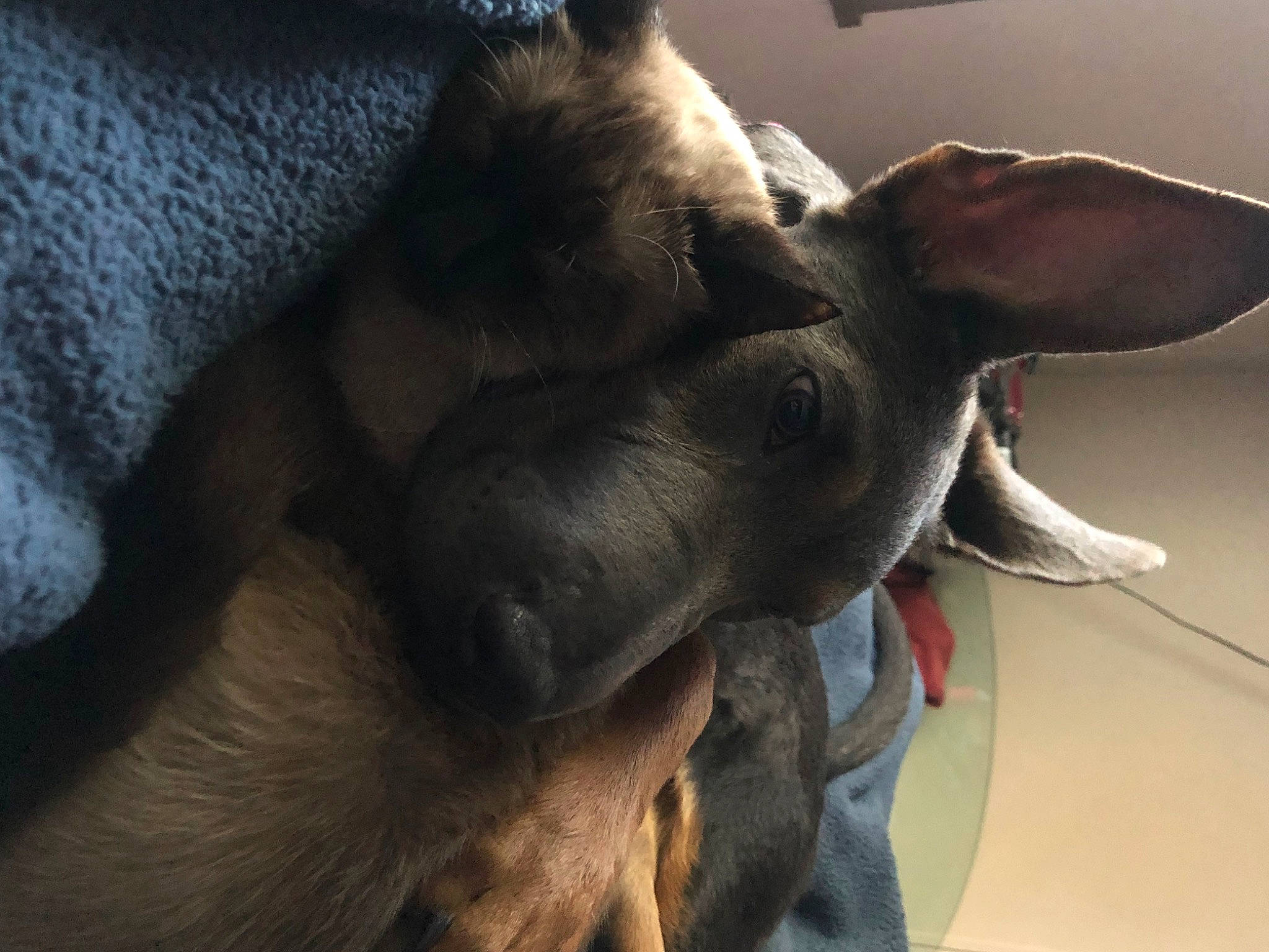 Cinder is registered to the contest to win money with this photo: canidae, carnivore, claw, comfort, companion_dog, dog, dog_breed, ear, fawn, fur, guard_dog, liver, nap, non_sporting_group, paw, sporting_group, tail, terrestrial_animal, whiskers, working_animal