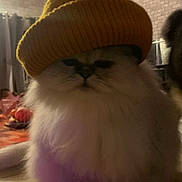Milo a rejoint le concours — aidez-le/la à gagner de superbes lots ! cat, fluffy, hat, indoor, cozy, wooden_surface, brick_wall, curtains, pet, animal, fur, face, cute, mustard_yellow, knit_hat, grumpy, table, domestic, feline, closeup